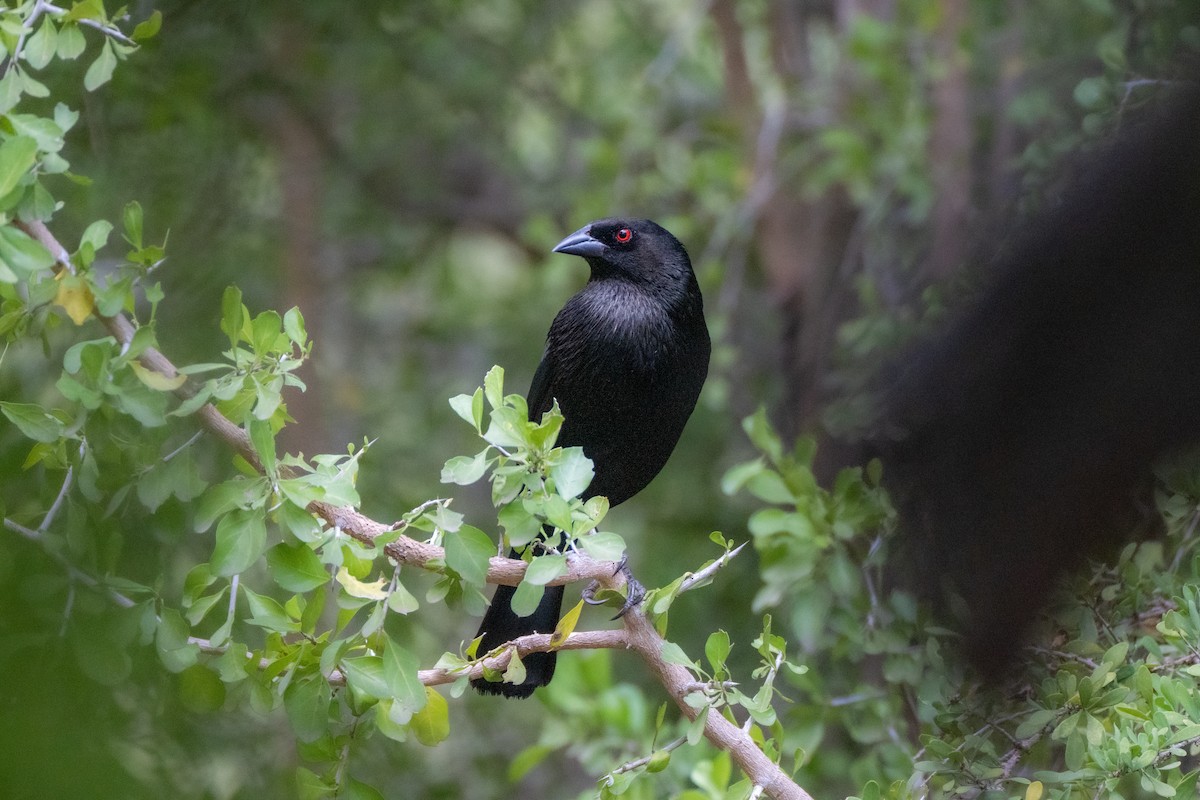 Красноглазый трупиал - ML645919120