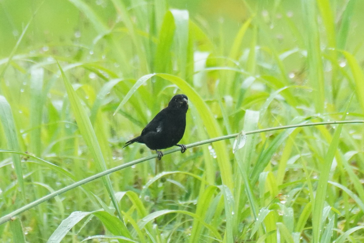 Variable Seedeater - ML645919121