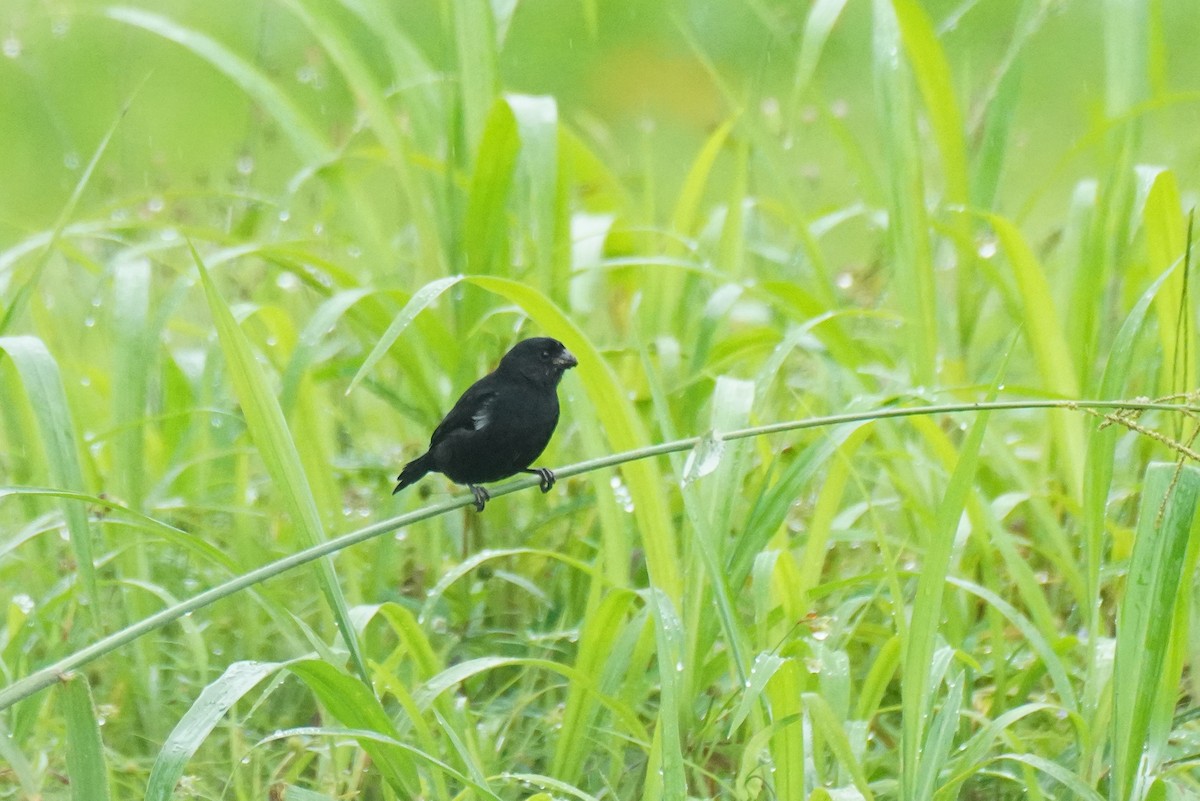Variable Seedeater - ML645919122
