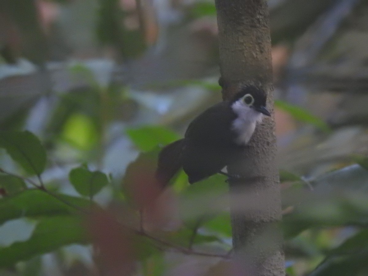 White-breasted Antbird - ML645919137