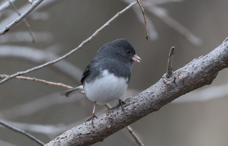 Dark-eyed Junco (Slate-colored) - ML645919150
