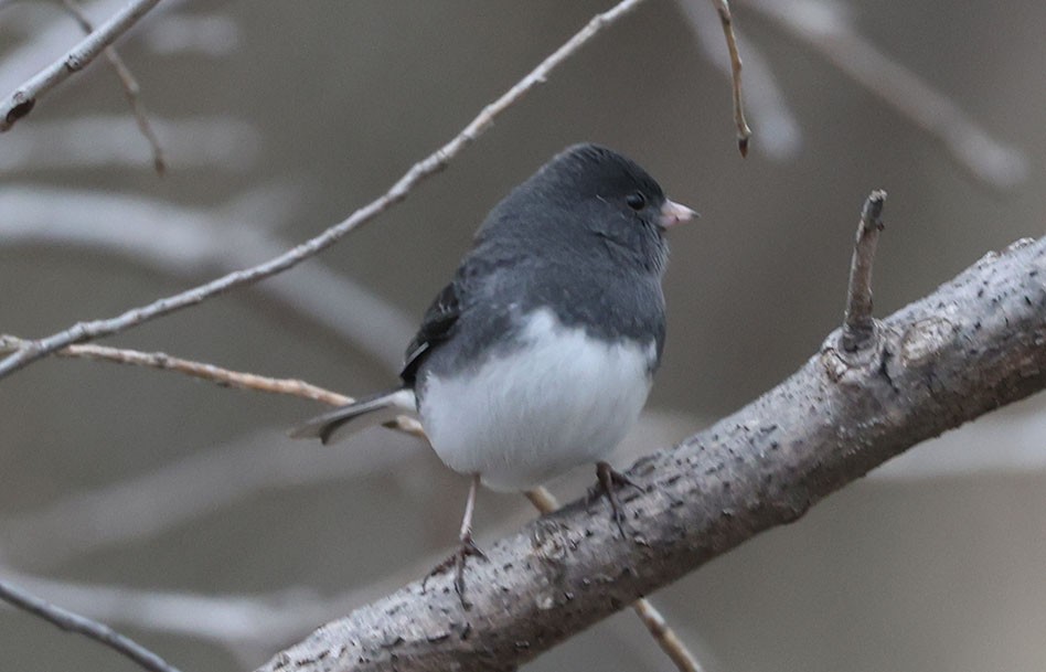 Dark-eyed Junco (Slate-colored) - ML645919151