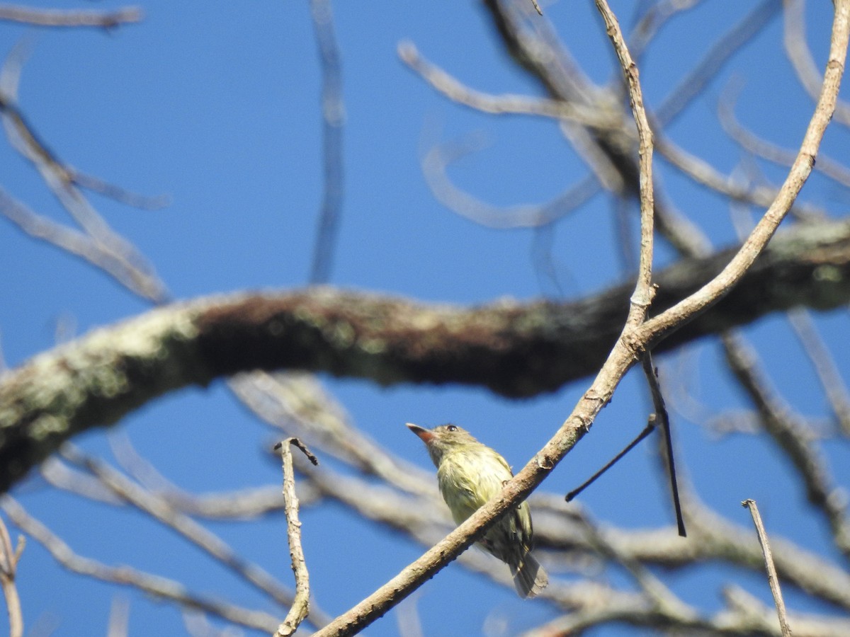 Zimmer's Tody-Tyrant - ML645919155