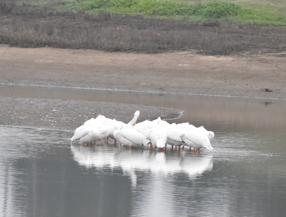 American White Pelican - ML645919172