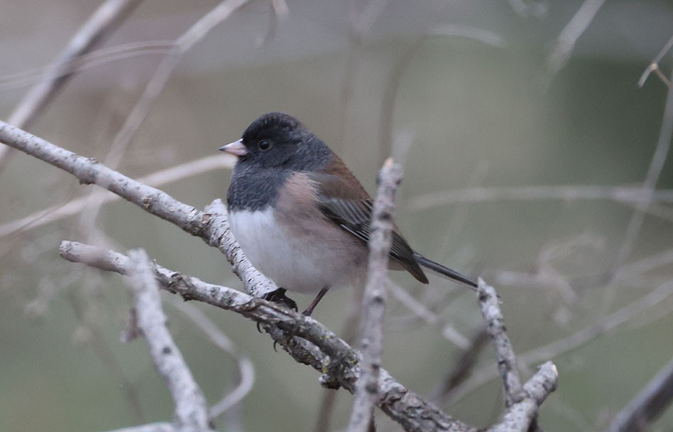 Dark-eyed Junco (Oregon) - ML645919179