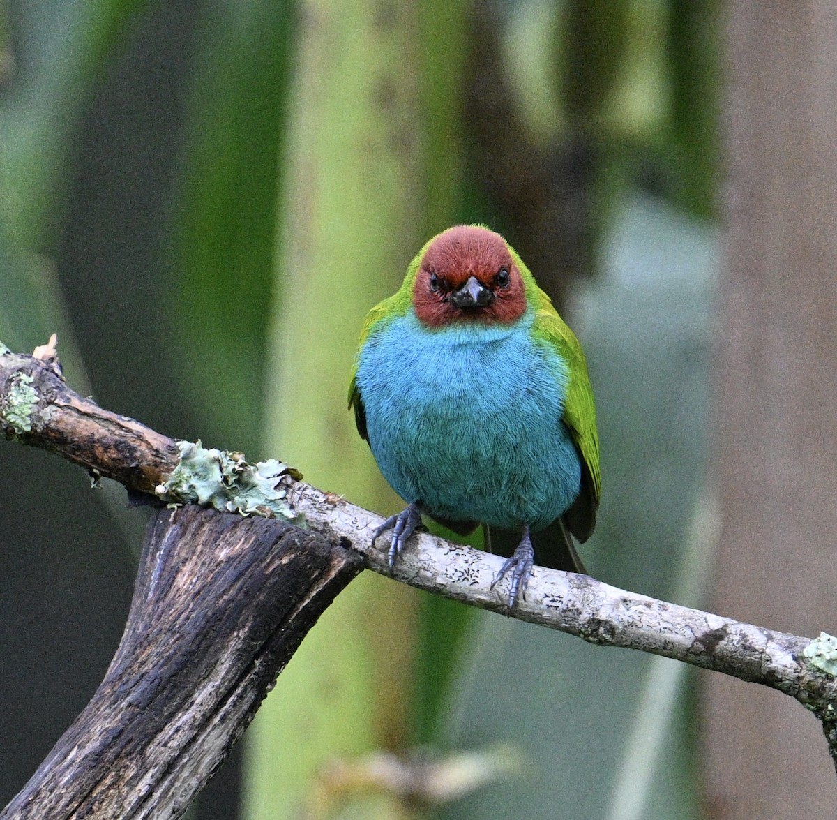Bay-headed Tanager - ML645919181