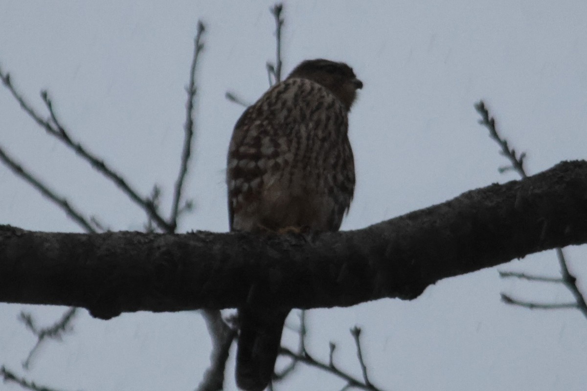 Merlin - ML645919194