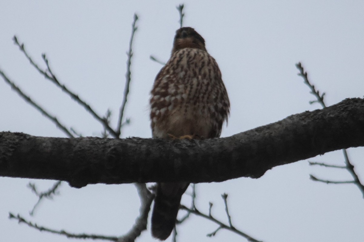 Merlin - ML645919196