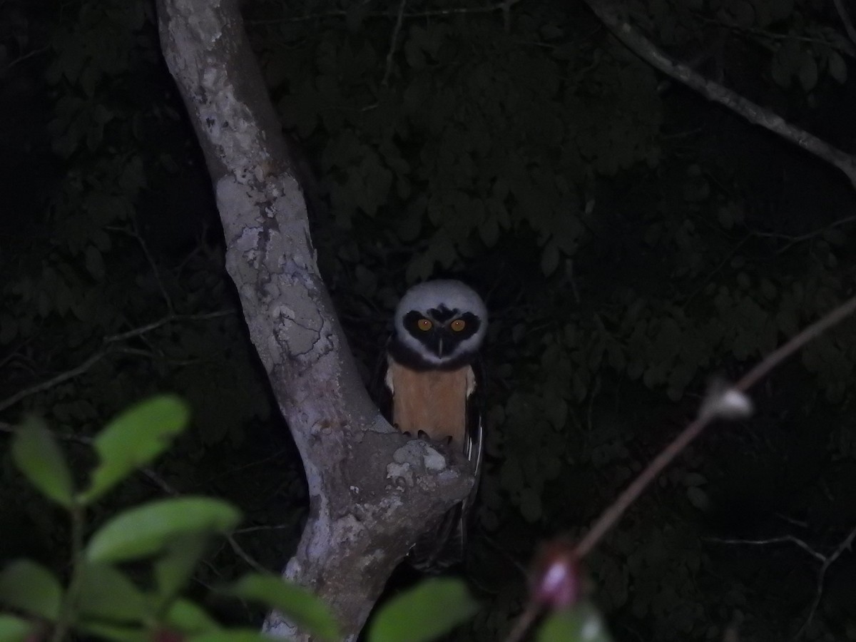Spectacled Owl - ML645919197