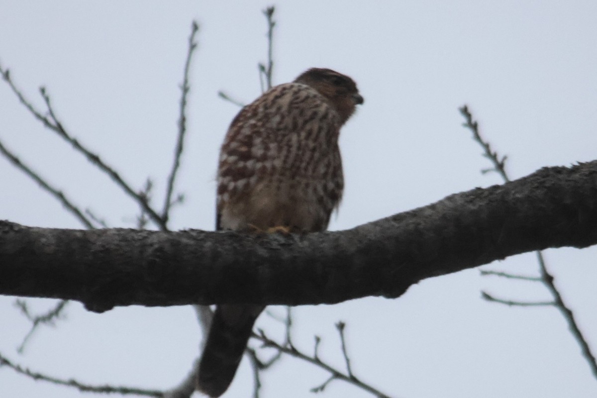 Merlin - ML645919198