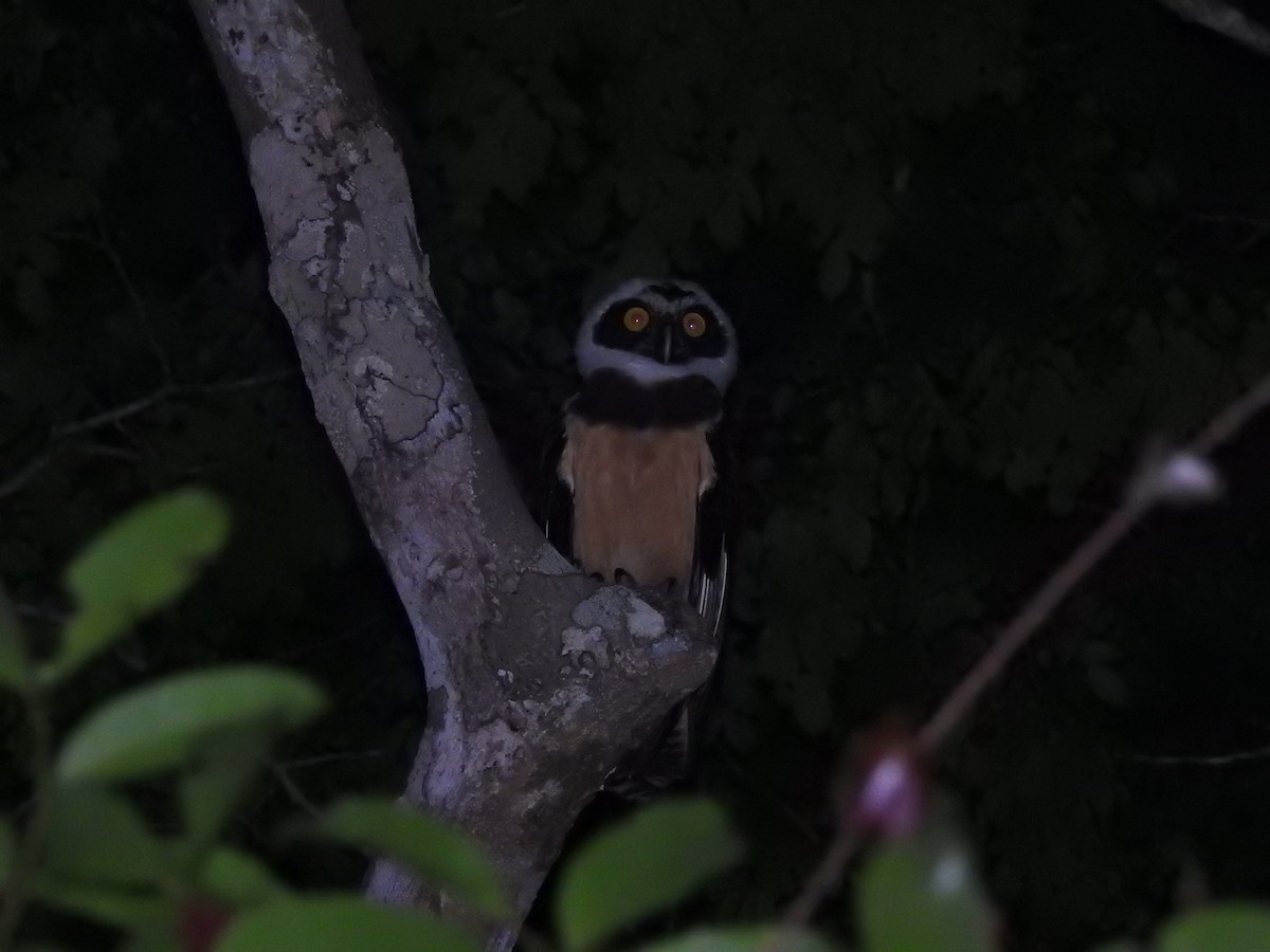 Spectacled Owl - ML645919199