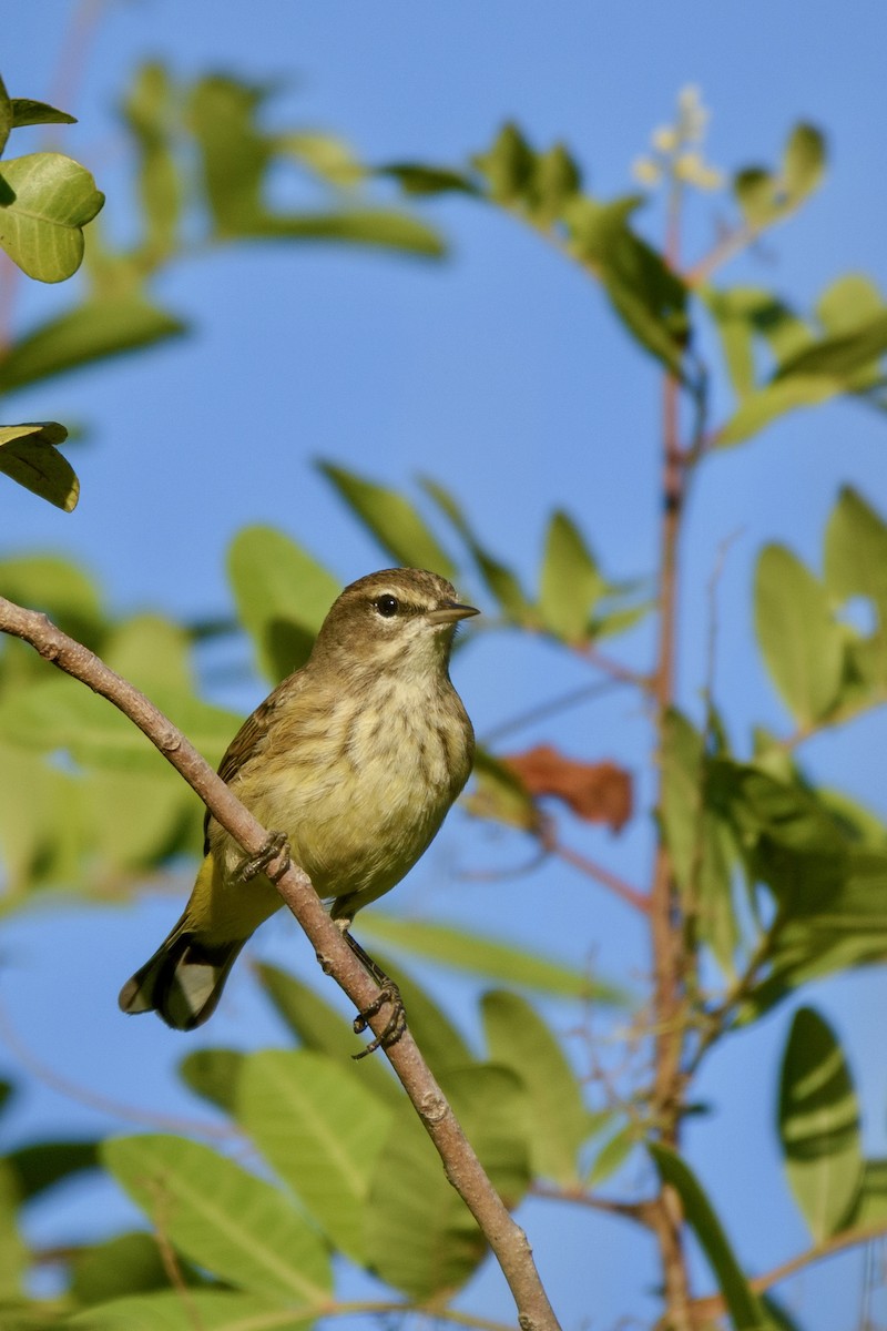 Palm Warbler - ML645919203