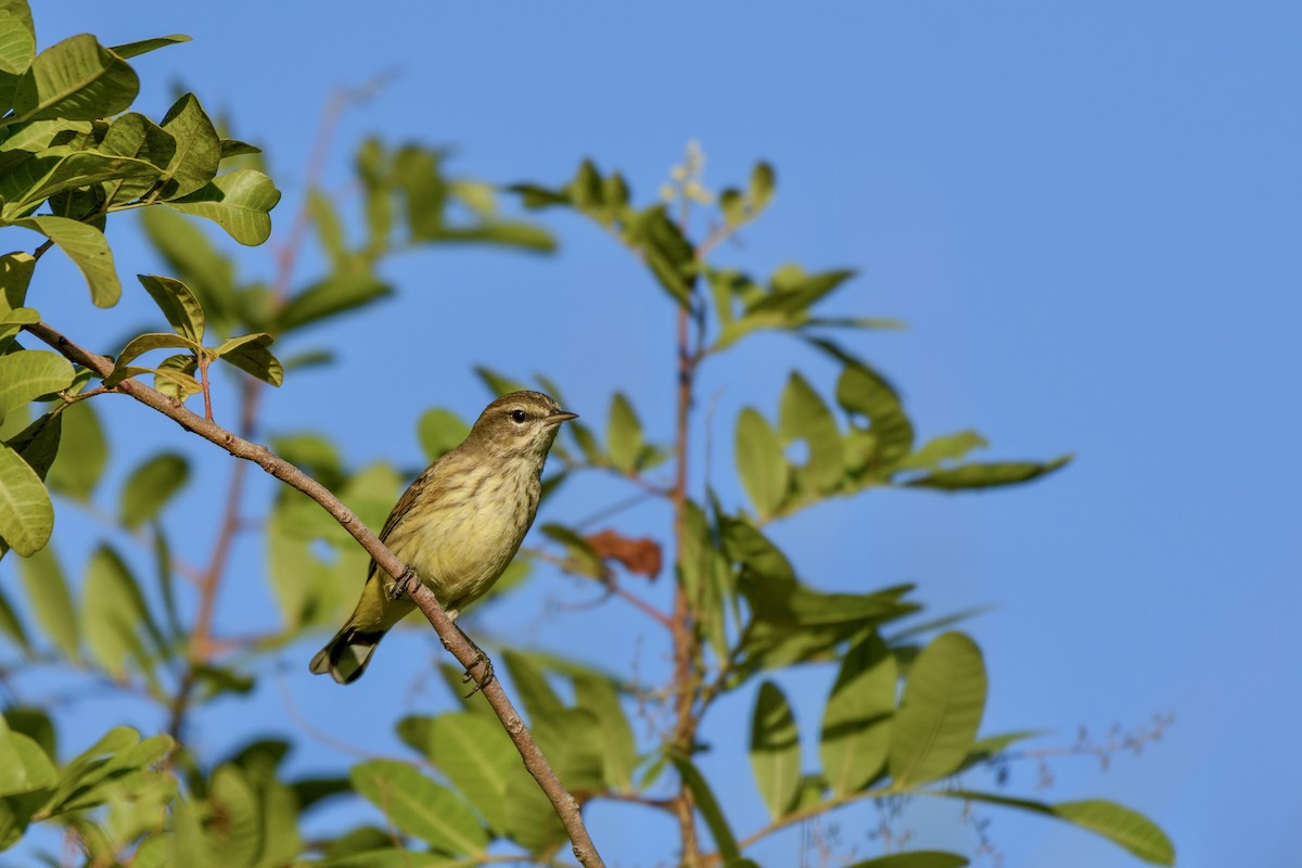 Palm Warbler - ML645919204