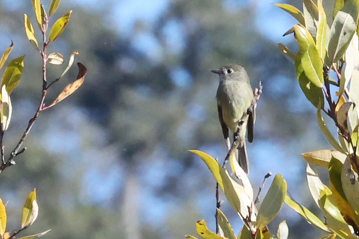 ハモンドメジロハエトリ - ML645919206