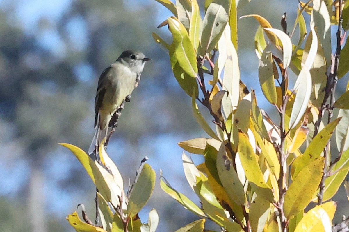 ハモンドメジロハエトリ - ML645919208