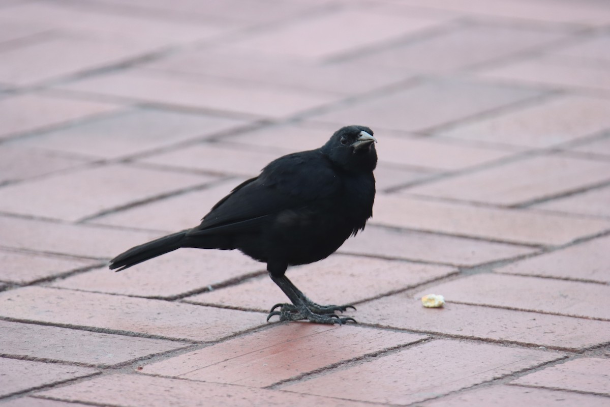 Scrub Blackbird - ML645919209