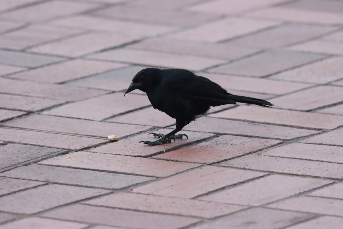 Scrub Blackbird - ML645919210