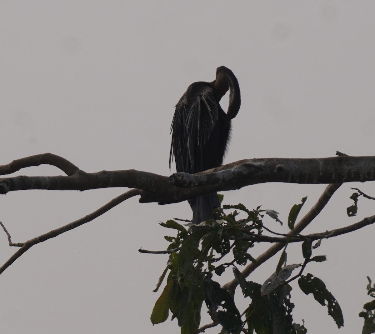 Oriental Darter - ML645919211
