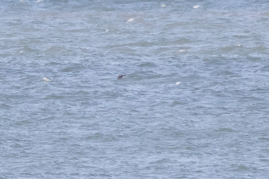 slípka americká - ML645919222