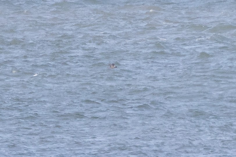 slípka americká - ML645919223