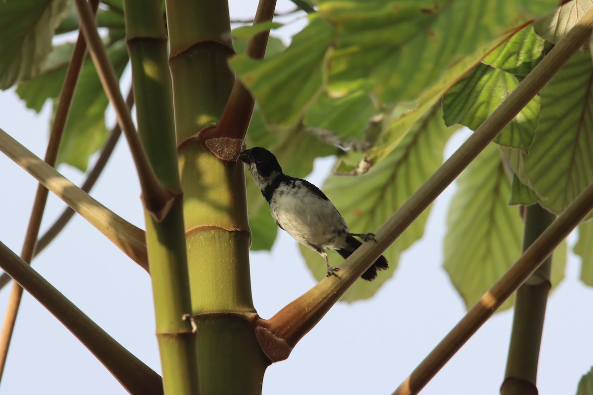 Variable Seedeater - ML645919225