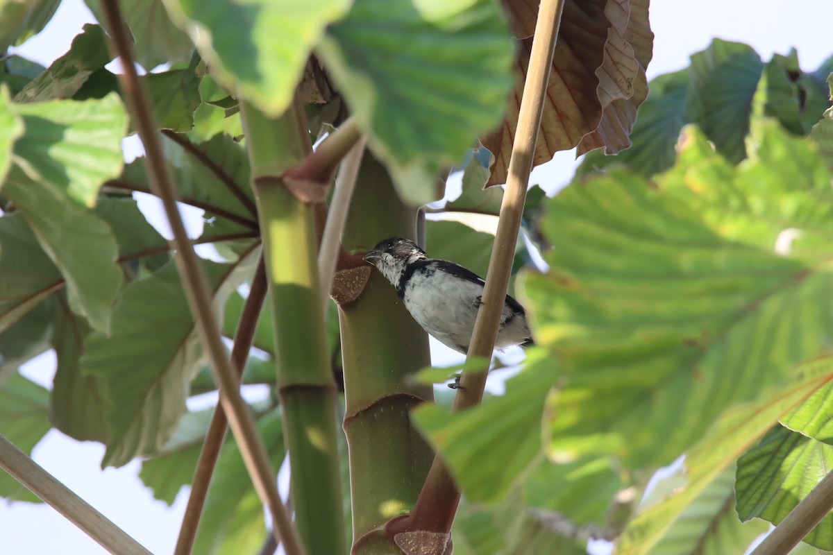 Variable Seedeater - ML645919226