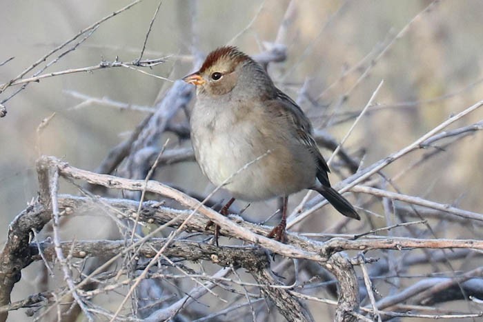 White-crowned Sparrow - ML645919230