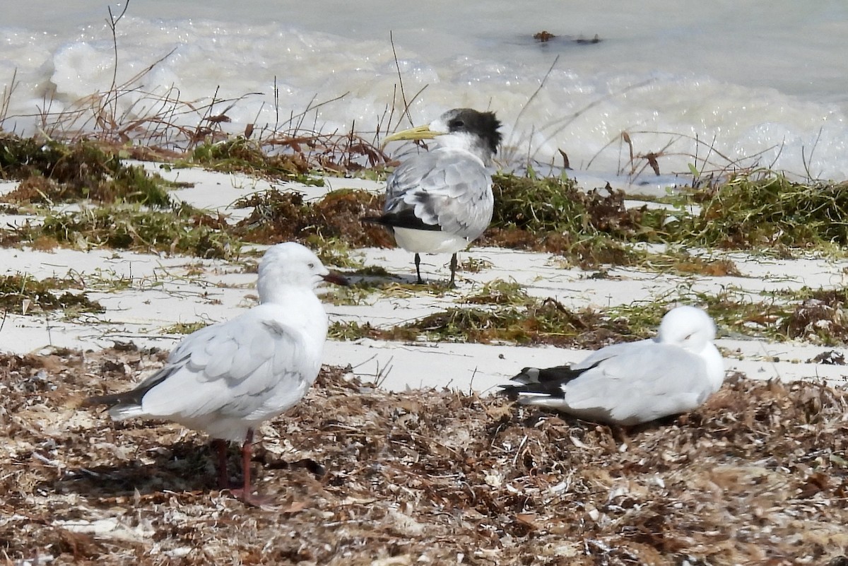 Great Crested Tern - ML645919235