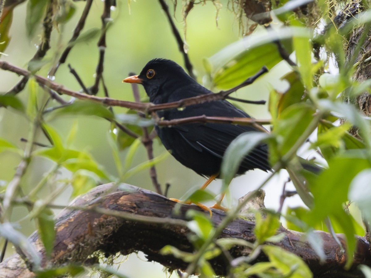 Glossy-black Thrush - ML645919238