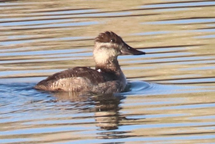 Schwarzkopf-Ruderente - ML645919239