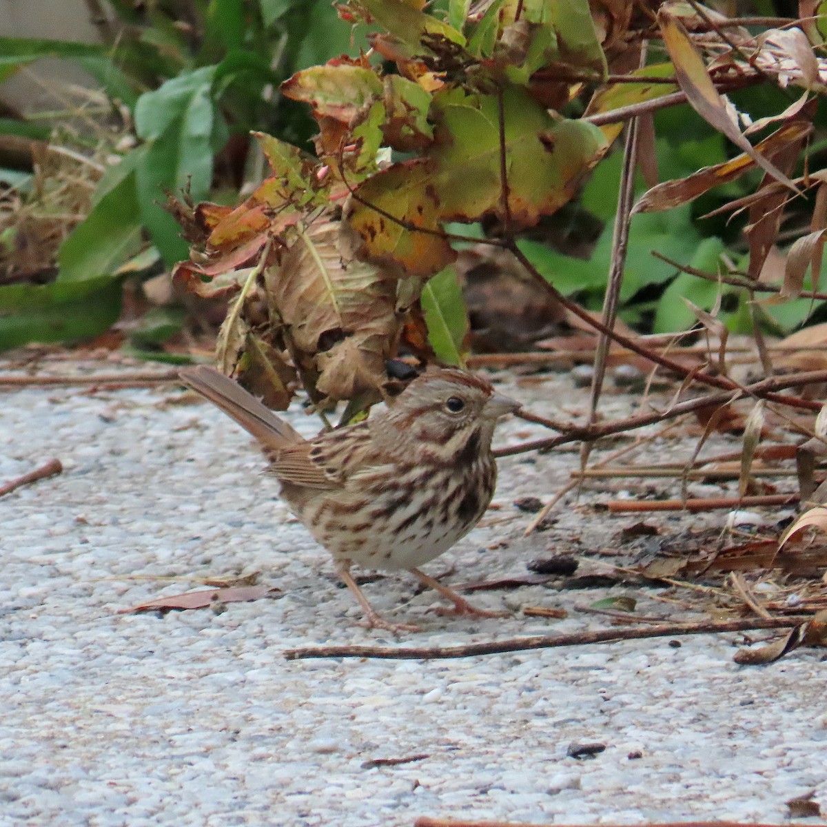 Song Sparrow - ML645919243