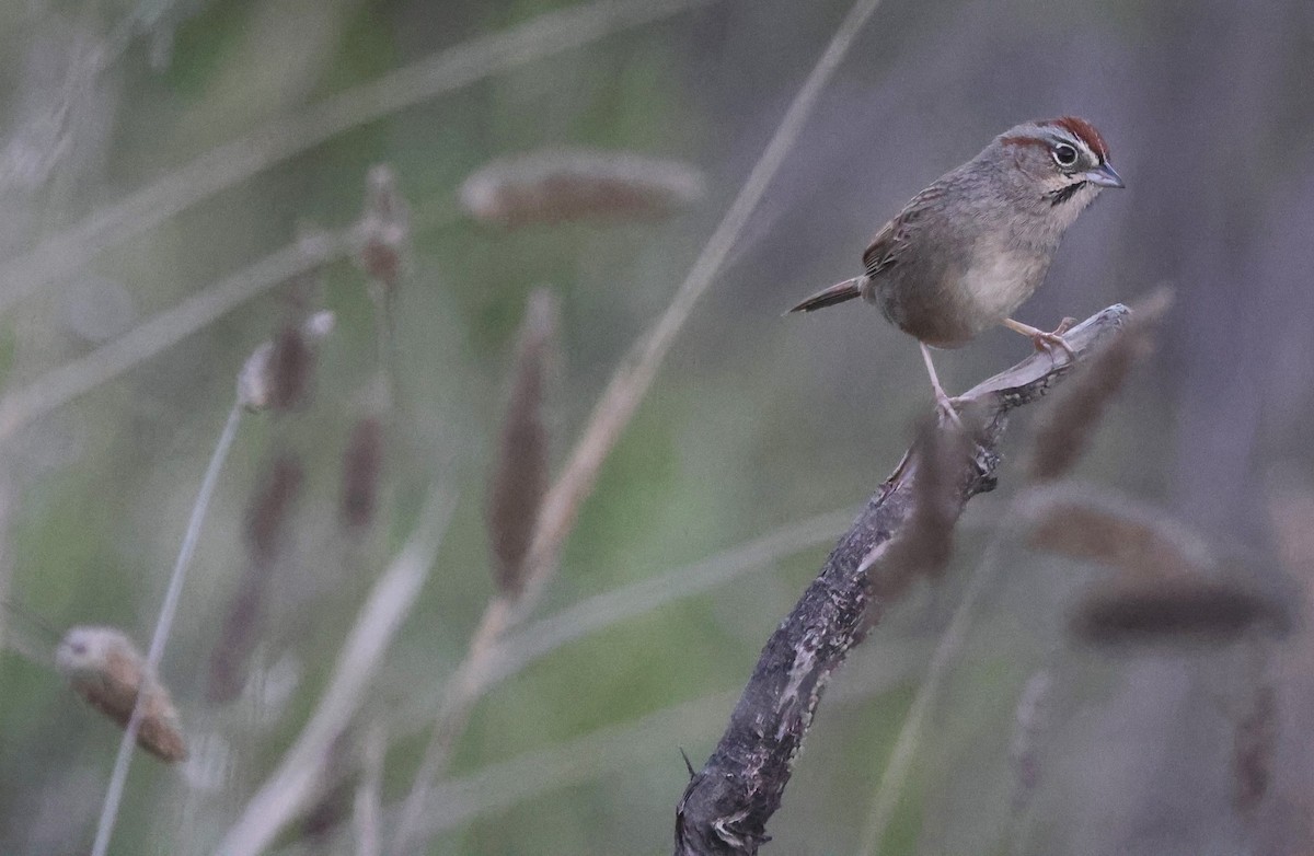 Rufous-crowned Sparrow - ML645919244