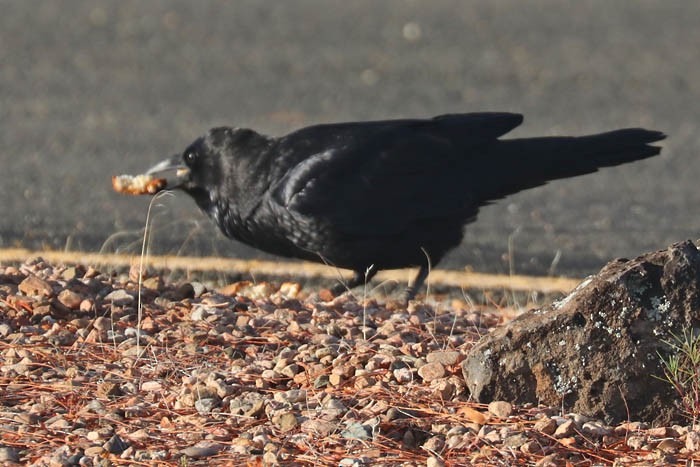 krkavec velký - ML645919245