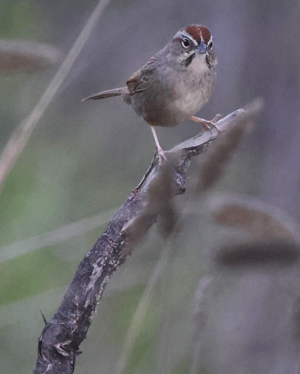 Rufous-crowned Sparrow - ML645919247