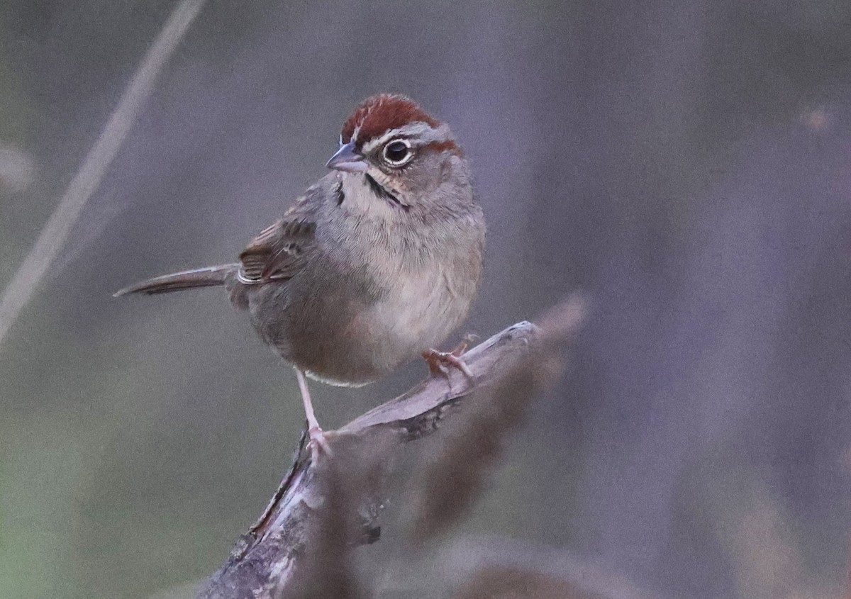 Rufous-crowned Sparrow - ML645919248