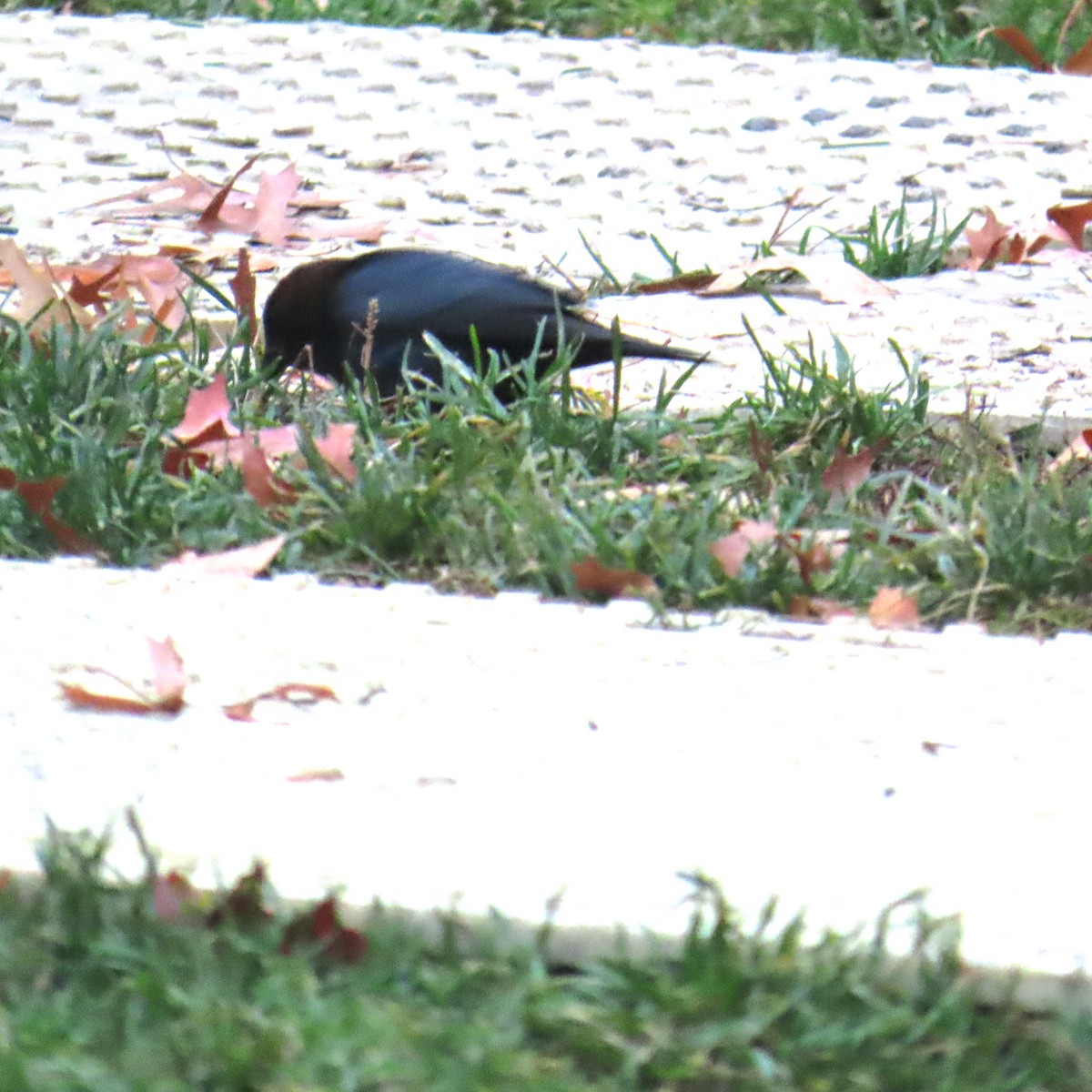 Brown-headed Cowbird - ML645919254