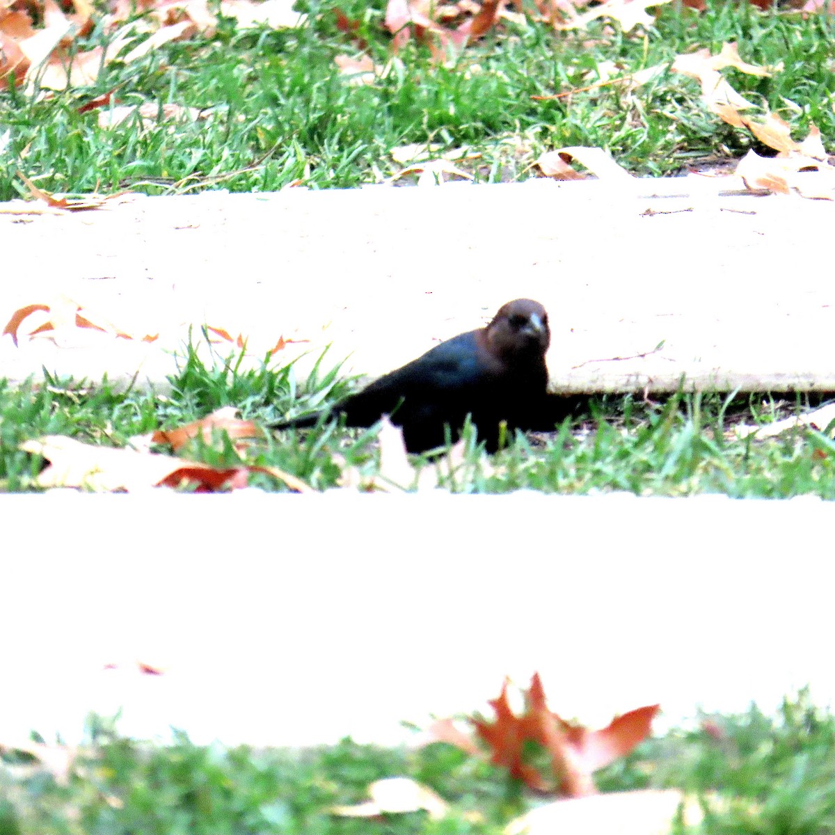 Brown-headed Cowbird - ML645919255