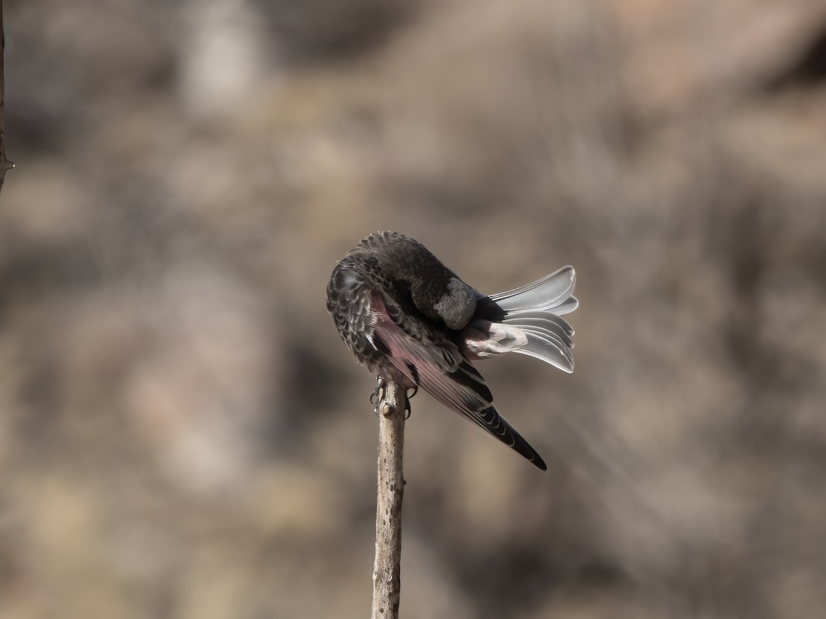 Black Rosy-Finch - ML645919261