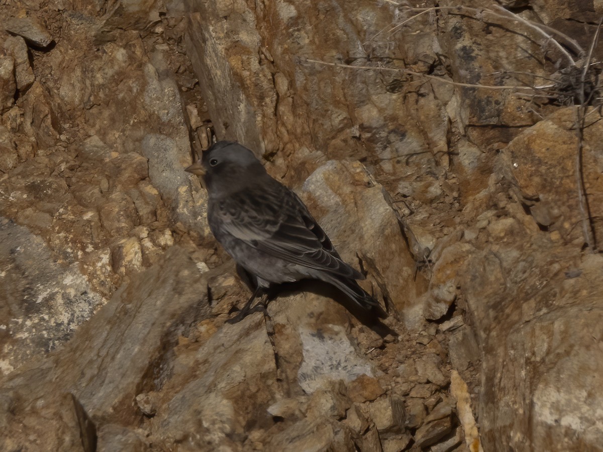 Black Rosy-Finch - ML645919262