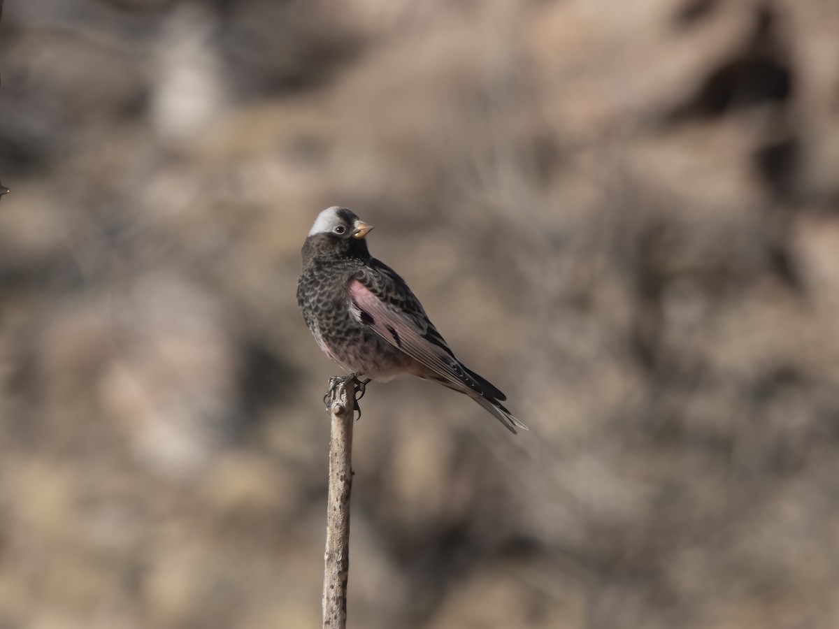 Black Rosy-Finch - ML645919263