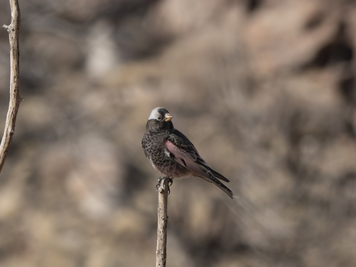 Black Rosy-Finch - ML645919264
