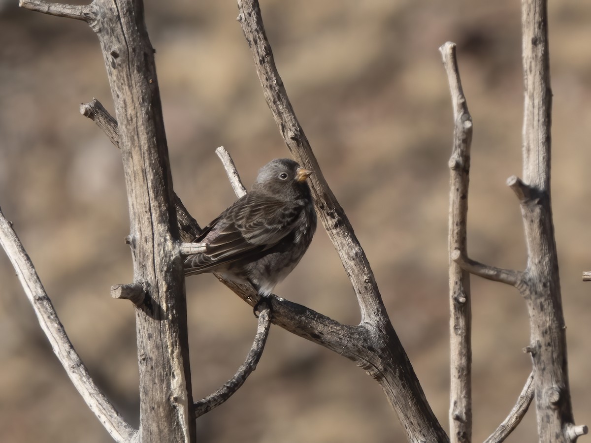 Black Rosy-Finch - ML645919265
