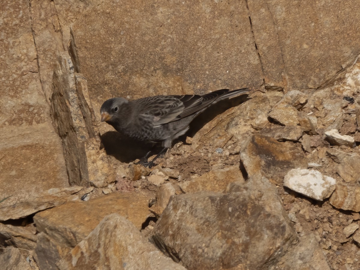Black Rosy-Finch - ML645919266