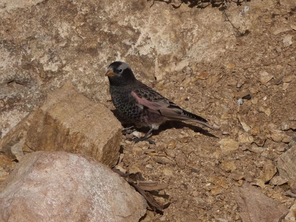 Black Rosy-Finch - ML645919268