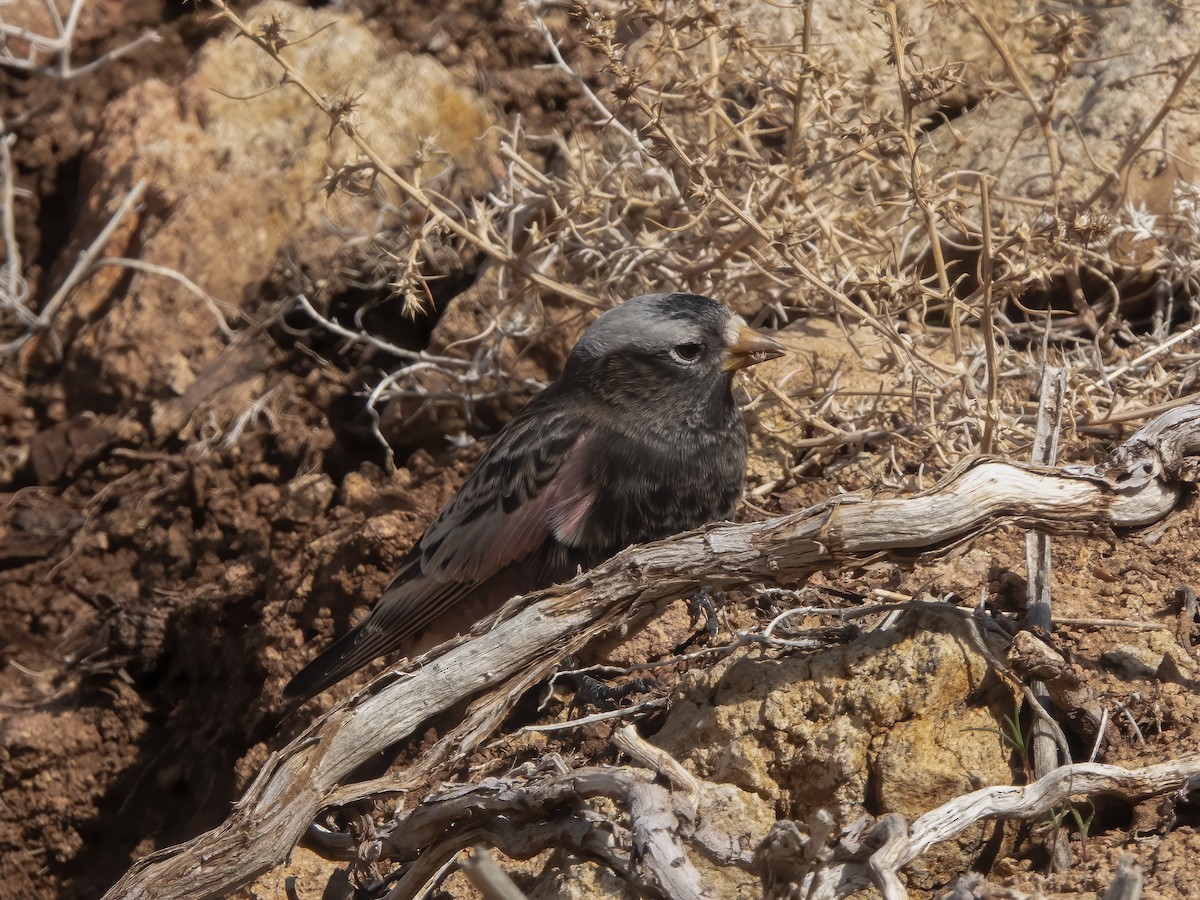 Black Rosy-Finch - ML645919269