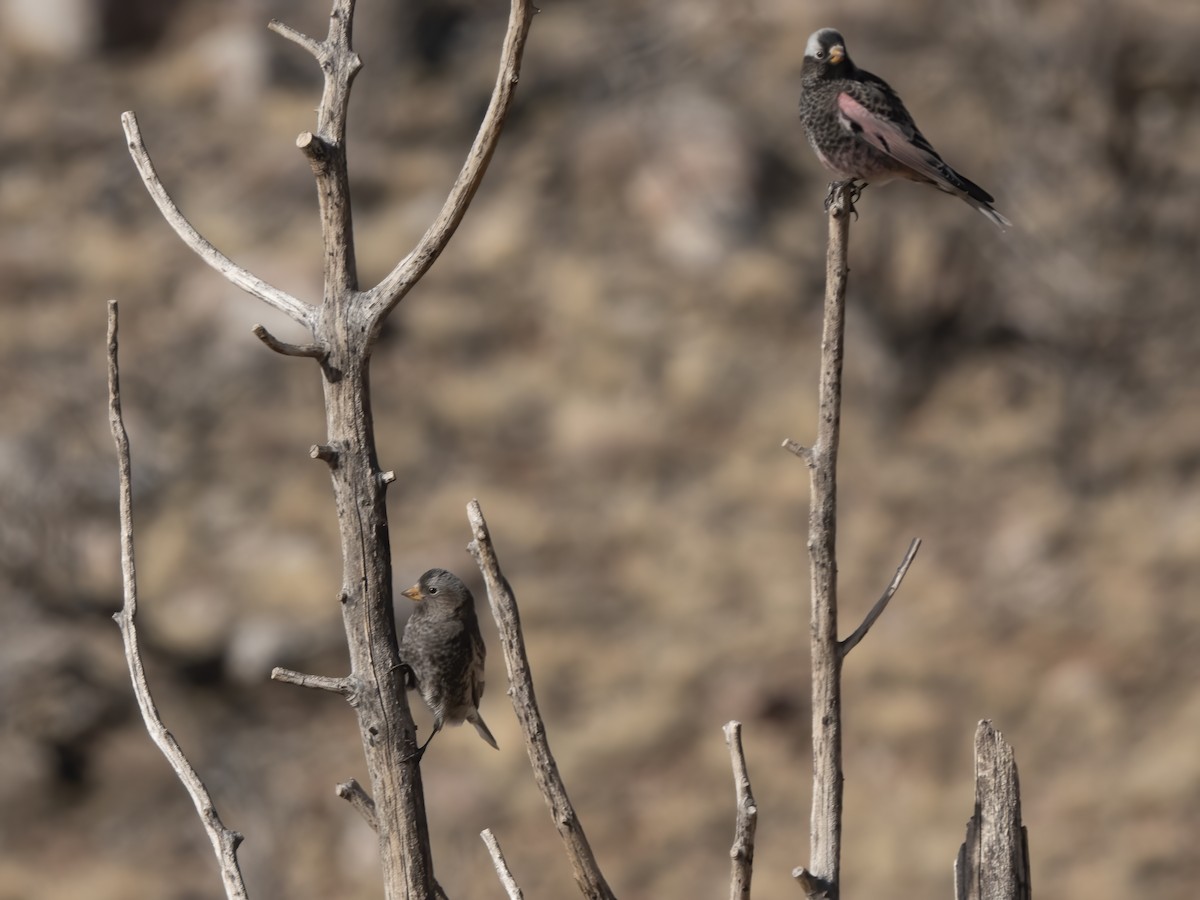 Black Rosy-Finch - ML645919270