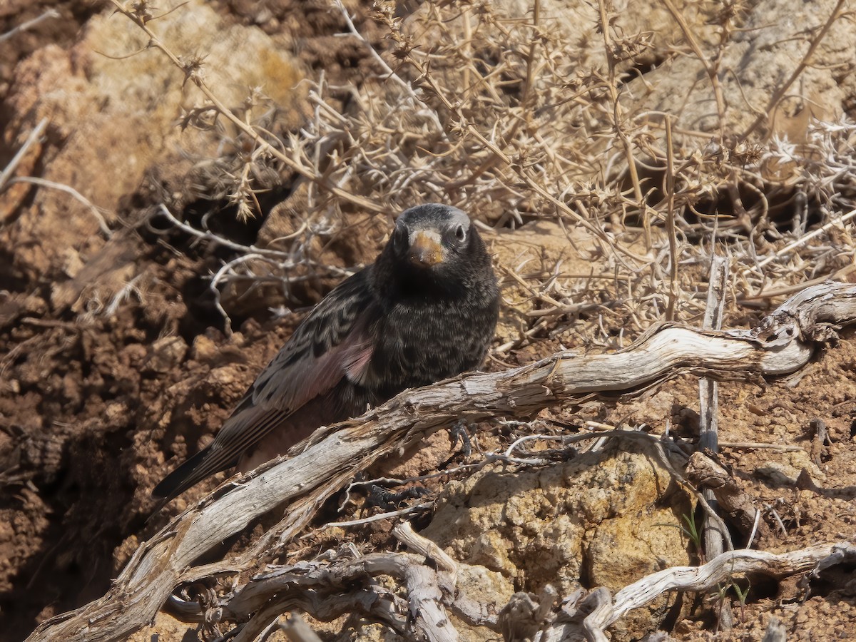 Black Rosy-Finch - ML645919272