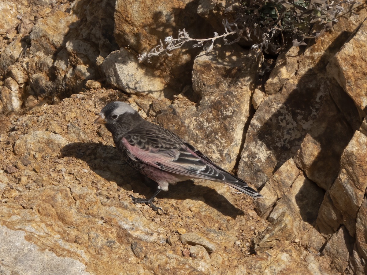 Black Rosy-Finch - ML645919273