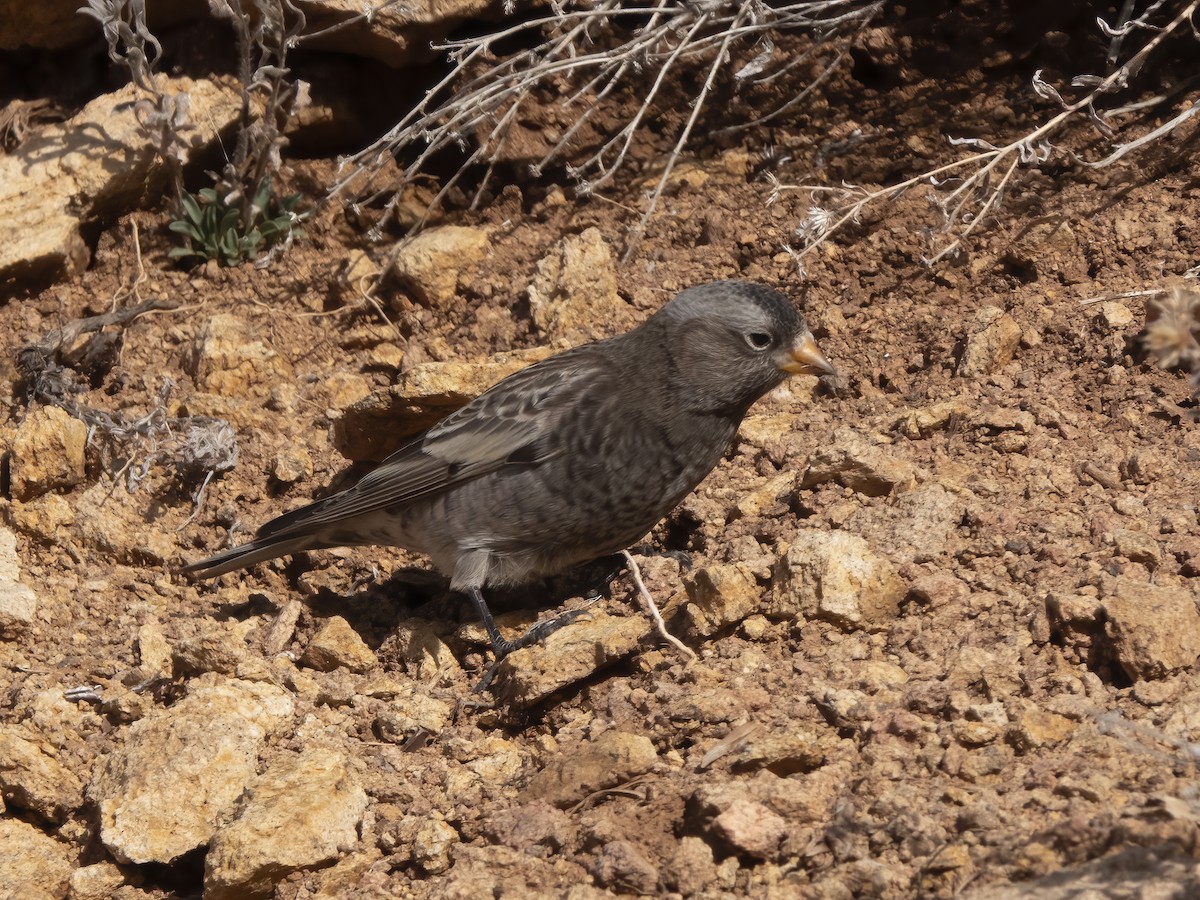 Black Rosy-Finch - ML645919274