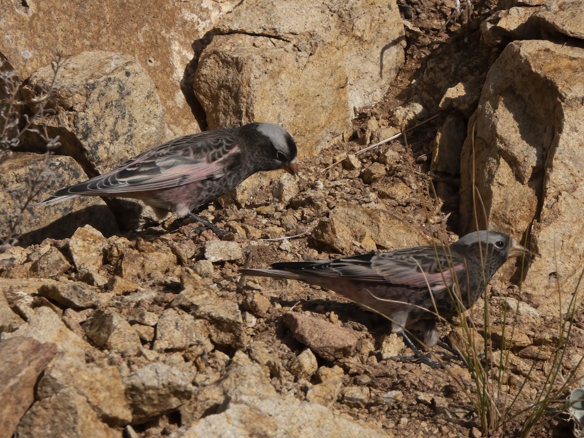 Black Rosy-Finch - ML645919277